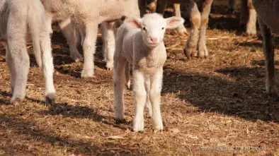 Sheep Grazing – Part 1