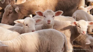 Sheep Grazing – Part 2