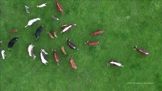 April 2023 Cows Collection